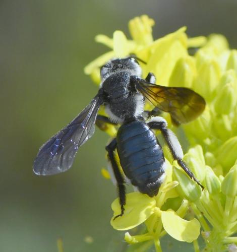 Andrena agilissima